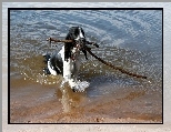 Amerykański spaniel dowodny, Aport