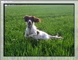 biegnący, Springer spaniel angielski