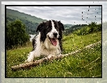 Border Collie, Łąka, Kij