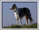 Border collie