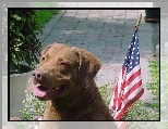 Chesapeake Bay retriever, flaga USA