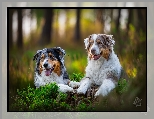Owczarki australijskie, Rośliny, Dwa, Pniak, Psy