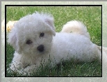 Bichon frise, trawa