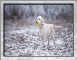 Golden Retriever, Zabawka, Pies, Szczeniak, nieg