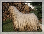 Komondor, drewno