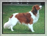 Kooikerhondje, dorosy, Pochacz holenderski, trawa