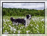 Drzewa, Bordier collie, Łąka, Pies, Rośliny, Trawa