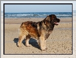 Leonberger, plaża