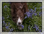 Mordka, Pies, Leżący, Border collie, Kwiaty