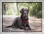 Pies, Labrador retriever, Szyszka