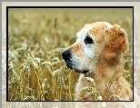 Golden Retriever, Pszenica