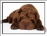 Brązowy, Shar Pei