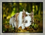 Smutny, Pies, Border Collie