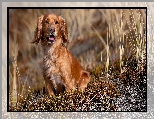 Pies, Working cocker spaniel