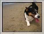 Welsh corgi cardigan, plaża